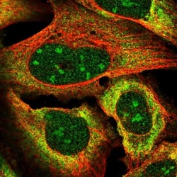 VGLL3 Antibody, Novus Biologicals 0.1mL; Unlabeled:Antibodies, Polyclonal